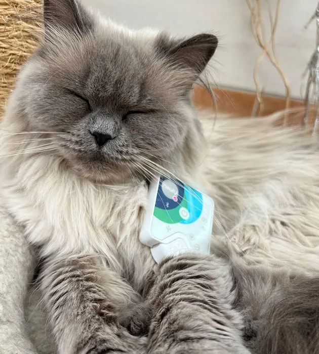A fluffy grey cat resting with Healy on its collar