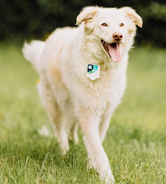 A happy white dog running on grass with Healy on its collar
